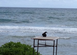 Newell's shearwater at Lydgate Park
