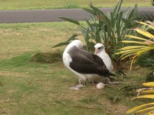 KP338 and KP643 (with 643's egg)