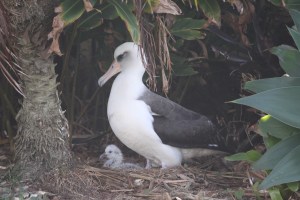 This chick (less than a week old) was hatched on a neighbor's front yard