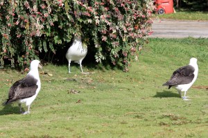 "If I stand really still, perhaps they won't notice me."